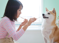 犬の歯磨きについて